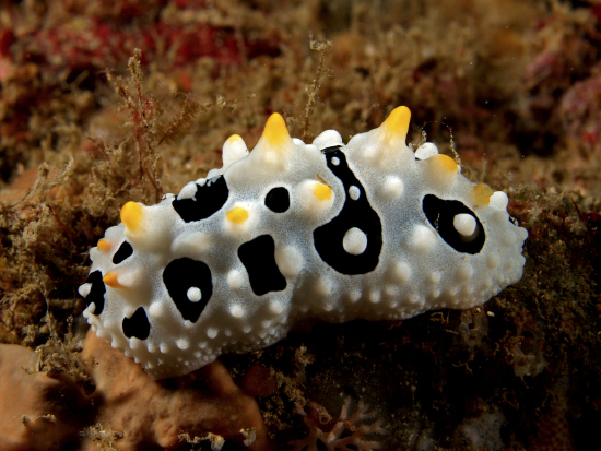  Phyllidia babai (Sea Slug)